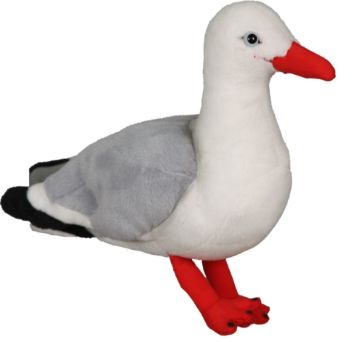 Picture of Red Billed Gull Sound