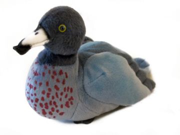 Picture of Blue Duck Whio Sound