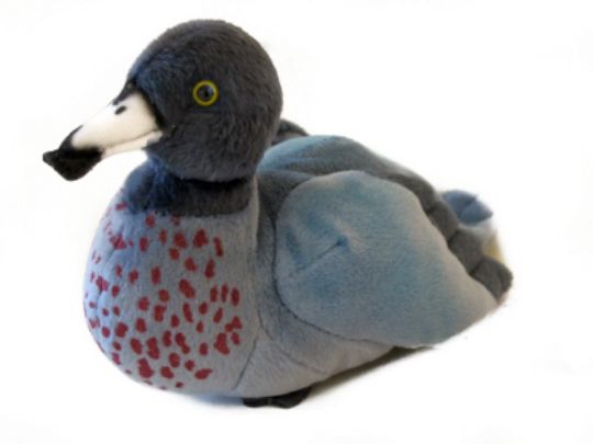 Picture of Blue Duck Whio Sound