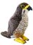 Picture of NZ Falcon Sound Bird