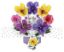Picture of Pansies For You Blank