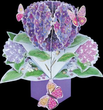 Picture of Hydrangea