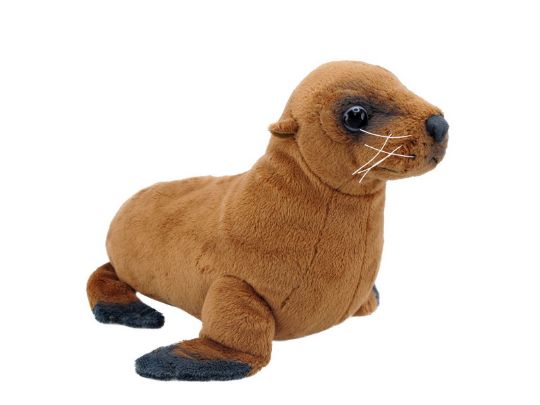 Picture of NZ Sea Lion Sound