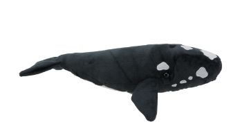 Picture of Southern Right Whale Sound