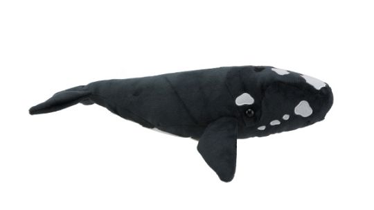Picture of Southern Right Whale Sound