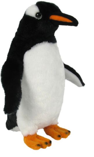 Picture of Gentoo Penguin (no sound)
