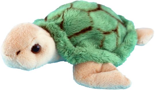 Picture of Wild Mini Green Turtle
