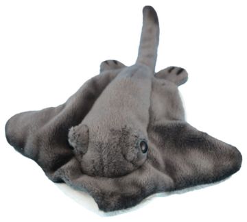 Picture of Wild Mini Stingray
