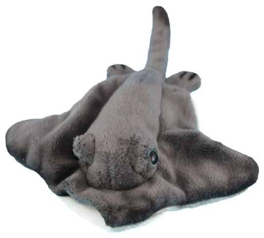 Picture of Wild Mini Stingray