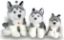 Picture of Husky Large