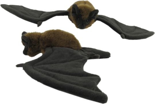 Picture of Long Tailed Bat