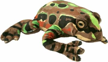 Picture of Archey's Frog