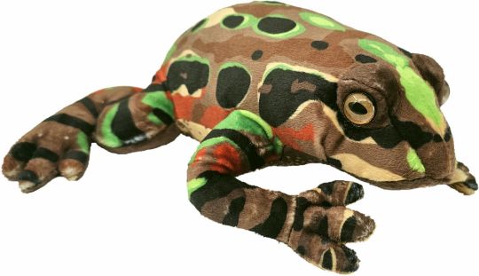 Picture of Archey's Frog