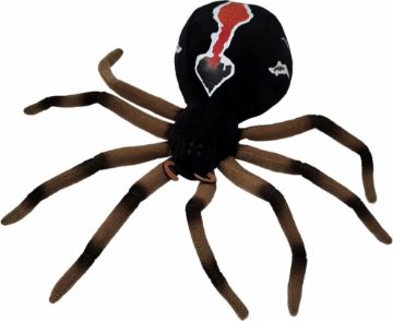 Picture of Katipo Spider