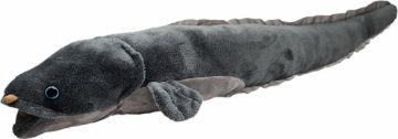 Picture of Long Finned Eel