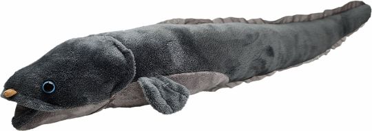 Picture of Long Finned Eel