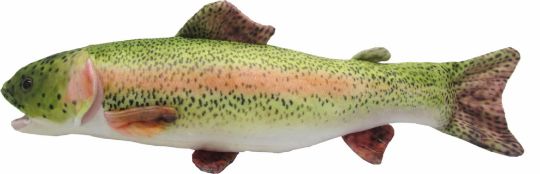 Picture of Rainbow Trout